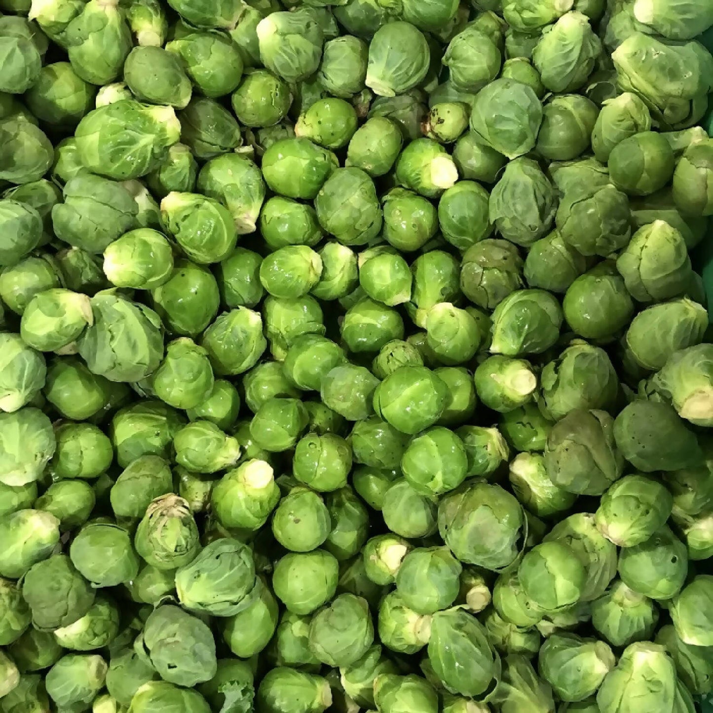 Rosenkohl