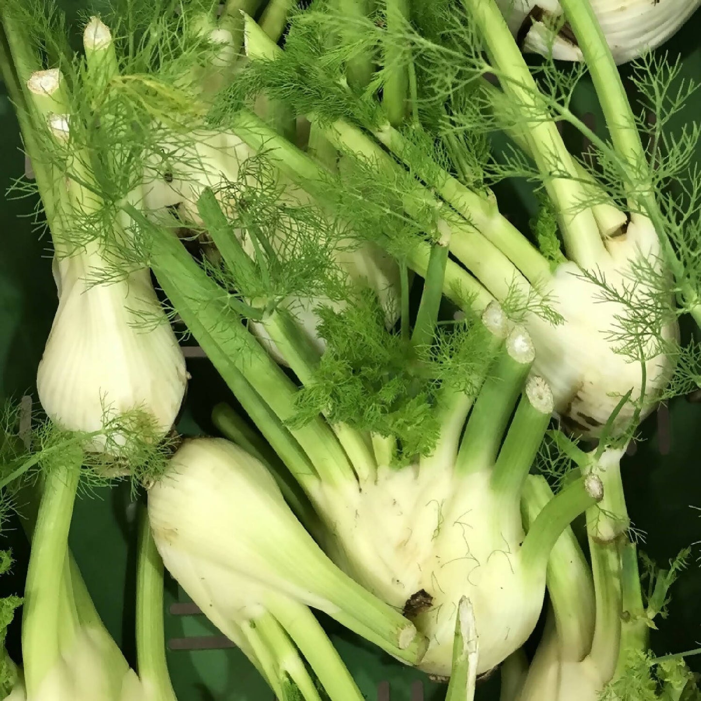 Fenchel