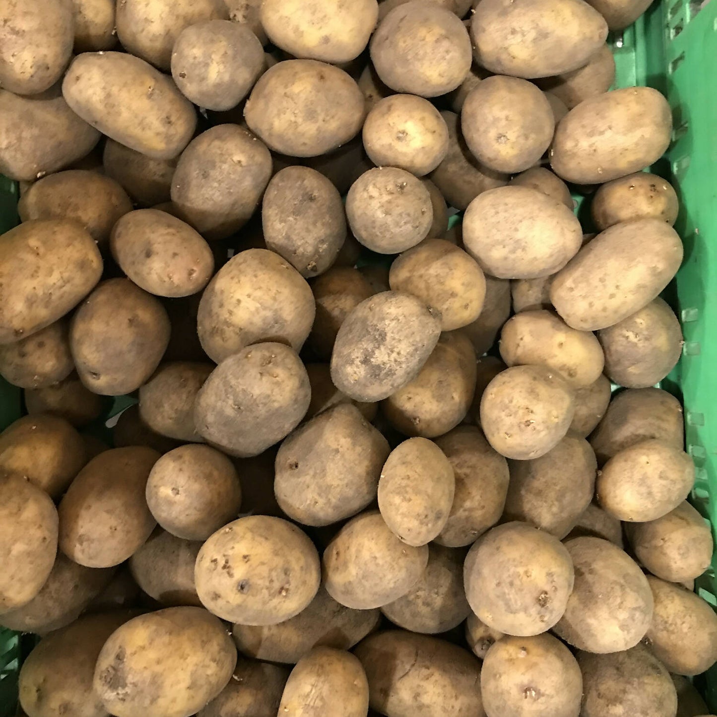 Kartoffeln festkochend