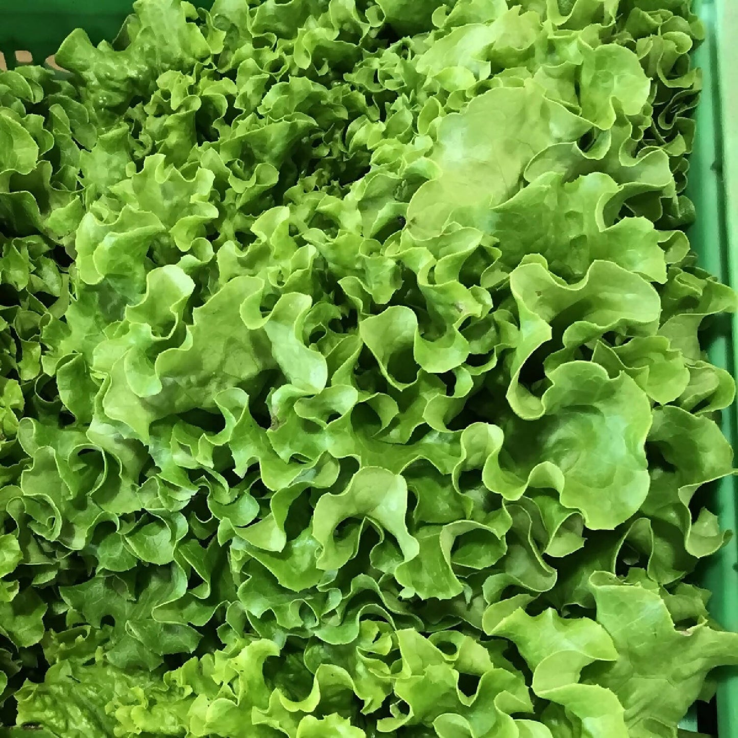 Eichblattsalat grün
