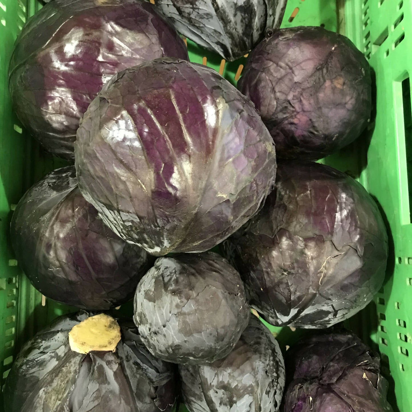 Blaukraut