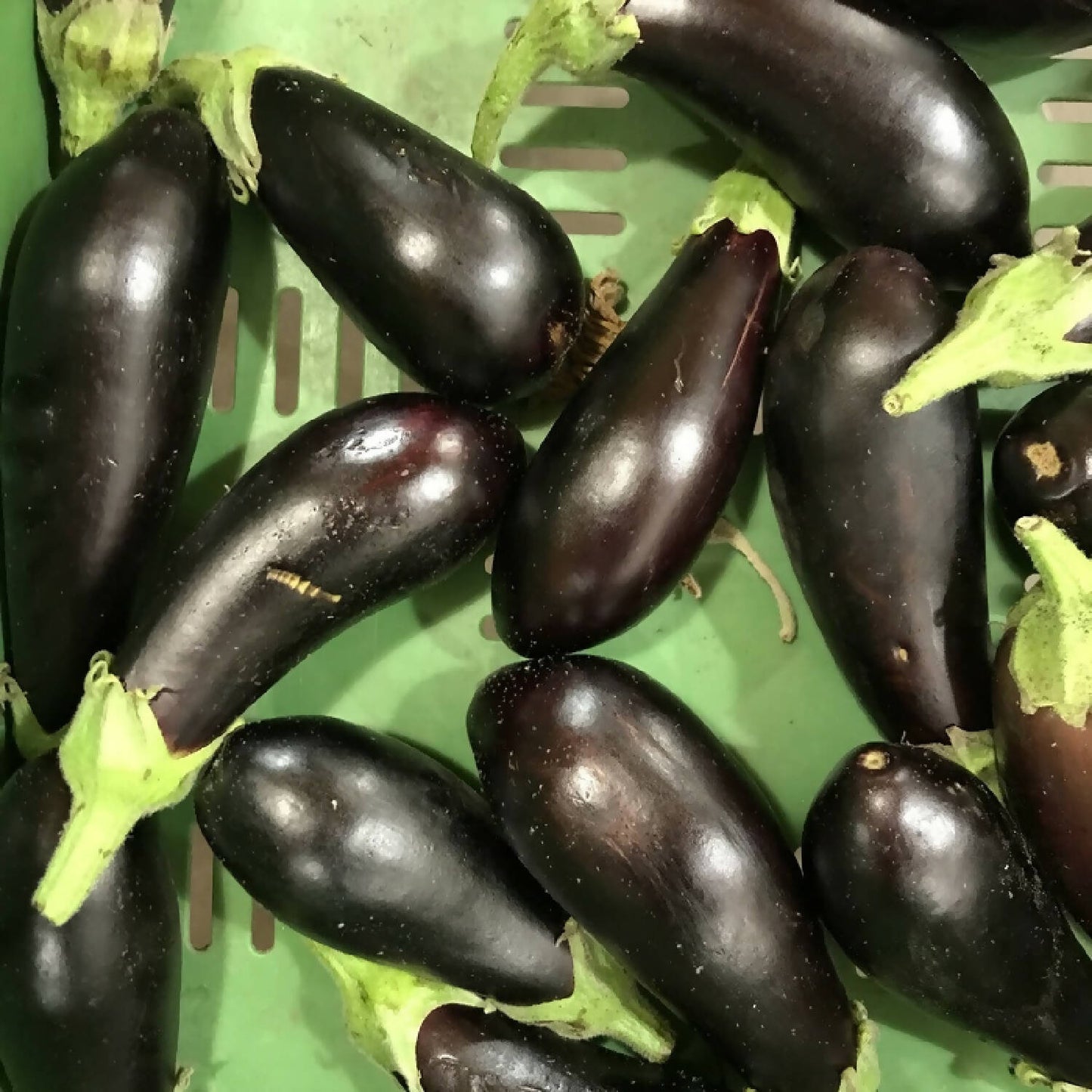 Aubergine