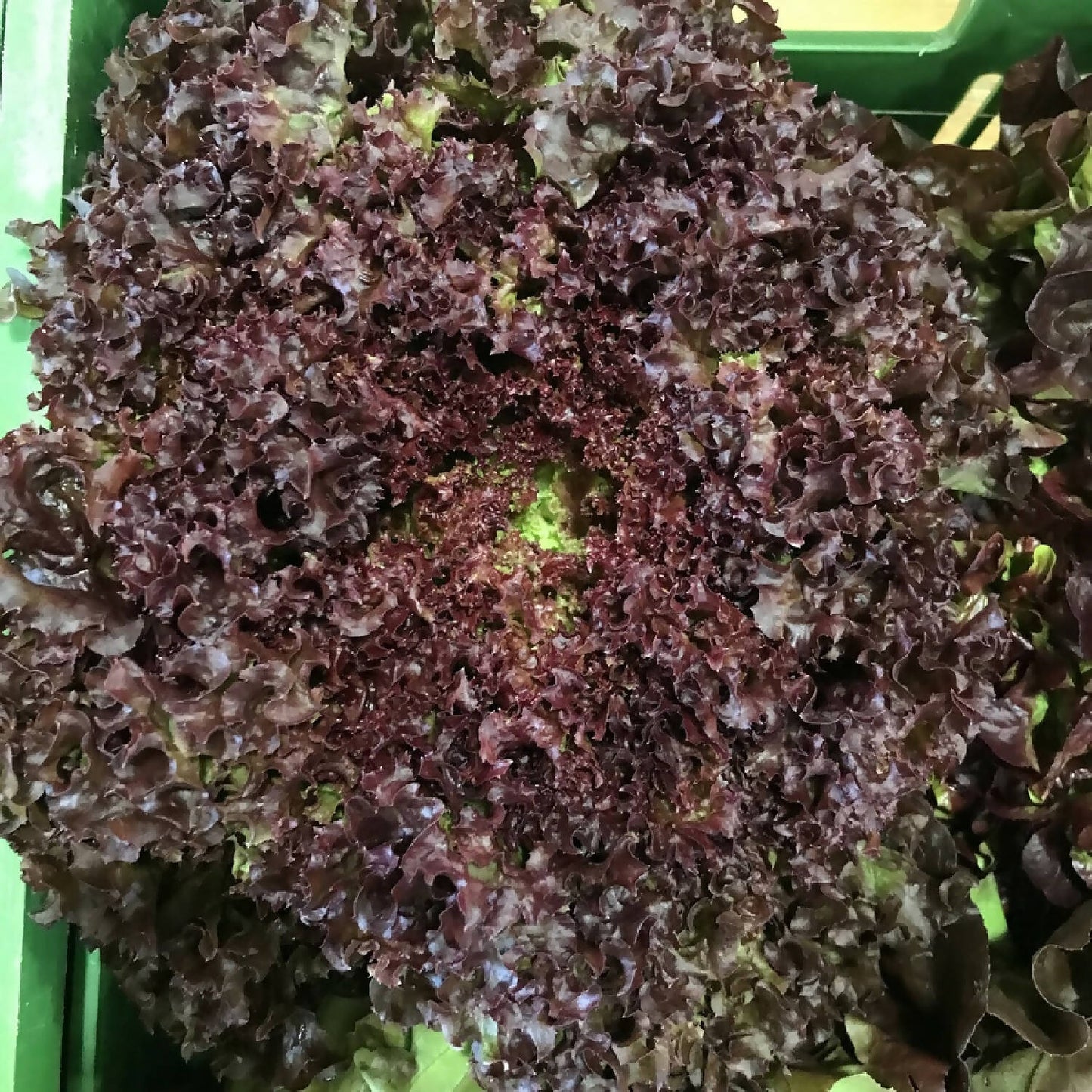 Lollo rosso