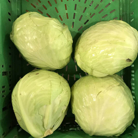 Weißkraut