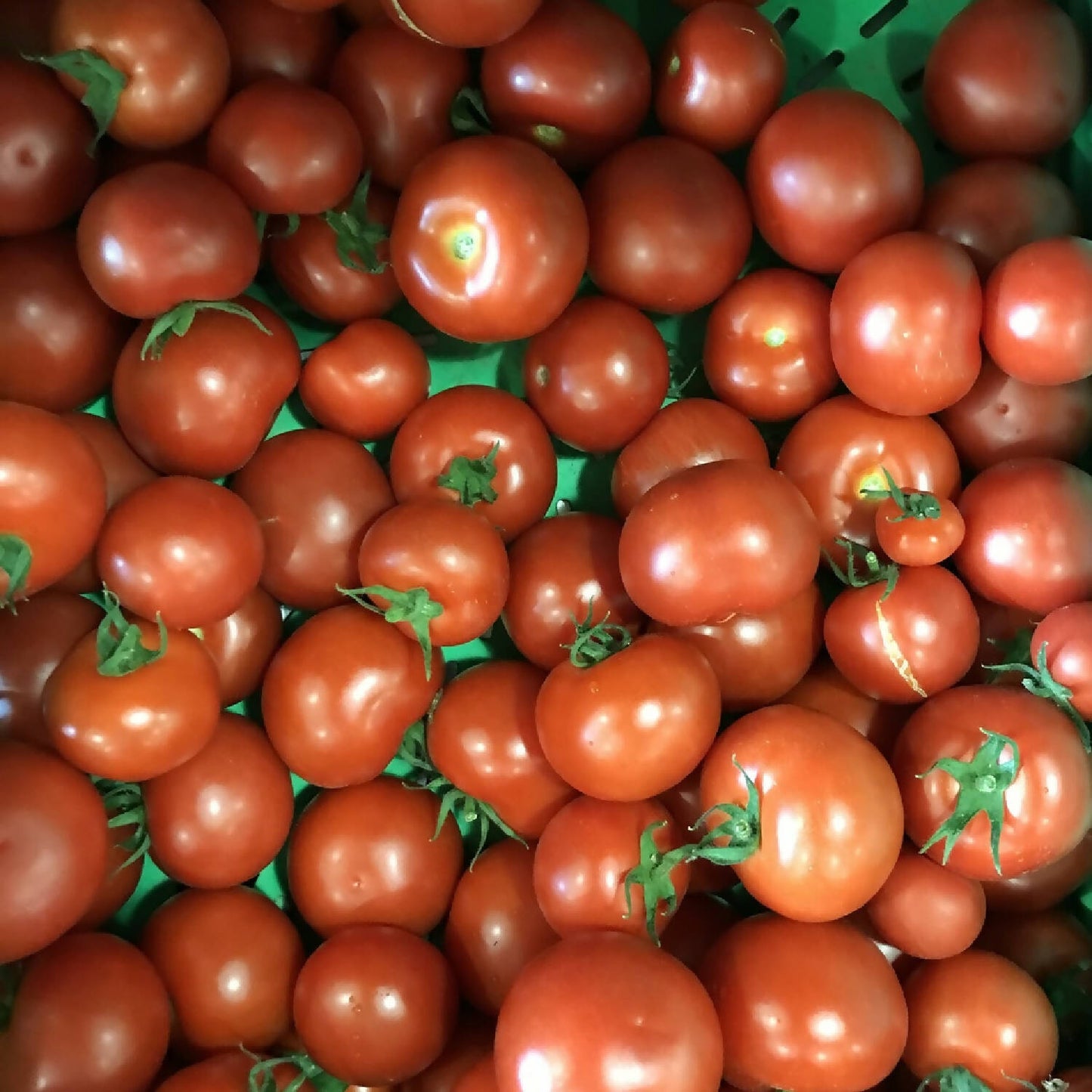 Tomaten
